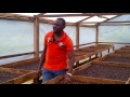 cocoa beans solar dryer