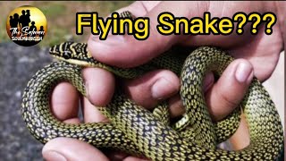 Flying Snake a.k.a ular sawa burung. Ajen pembasmi cicak. #snakelover #wildlife #snake