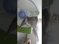 オカメインコ、扇風機と飛ぶ！