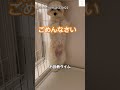 可愛すぎる‼️悪さした時は隅っこに逃げます😂　 犬　 かわいい犬 かわいい 犬のいる暮らし 癒し