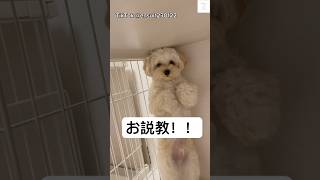 可愛すぎる‼️悪さした時は隅っこに逃げます😂　#犬　#かわいい犬 #かわいい #犬のいる暮らし #癒し