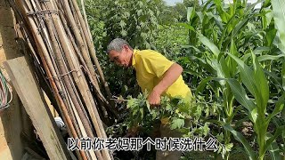 公公种一年艾叶，儿媳全割来晒干，公公说了啥？儿媳彻底后悔远嫁