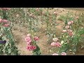 aloka eustoma cut flower cultivation by agroback