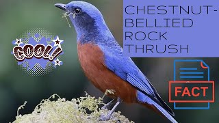 Chestnut-bellied Rock Thrush facts 🦜 found in the northern regions of the Indian subcontinent