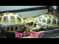 カメ リクガメ がひっくり返ったらどうなるの？