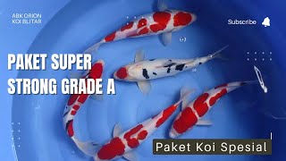 GRADE A SEMUA!!!KOI BLITAR CANTIK HARGA MULAI 350RB