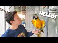 SURPRISING MY PARROT AFTER NOT SEEING FOR 2 MONTHS!