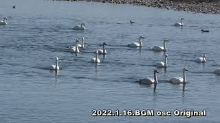 玉村・烏川の白鳥