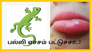 பல்லி எச்சம் பட்டுச்சா | True fact behind this in Tamil #palliecham #lizard