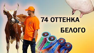 Выставка племенных животных \