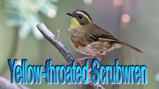 Yellow-throated Scrubwren