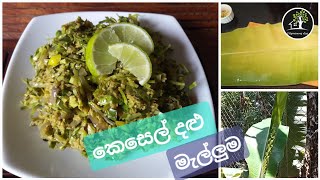 කෙසෙල් දළු මැල්ලුමක් හදමු|kesel| banana leaf| mallum