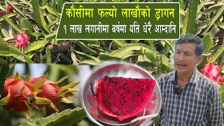 कौसीमा फल्यो लाखौको ड्रागन १ लाख लगानीमा बर्षमा यति धेरै आम्दानि #dragon_fruit_in_nepal #agronewstv