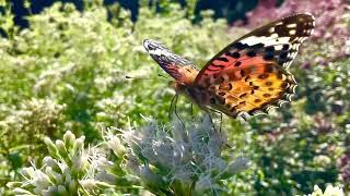 🟡【突撃カメラマン】「旅する蝶🦋飛来❗️」 ー 『アサギマダラの観察会』参加❣️ ④ ー