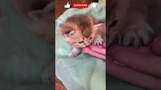 Meravigliosi Animali : Una Esilarante Avventura tra la Bellezza e il Divertimento puro ! 😍😍 # shorts