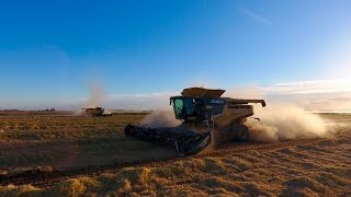 Koshihikari Rice Harvest