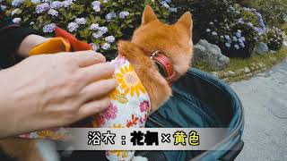 【豆柴】浴衣であじさい鑑賞！ in かざはやの里【まめ】