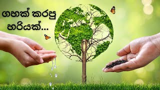 ගහක් කරපු හරියක්