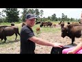 ep. 101 bison need help to control parasite load blackacre ranch