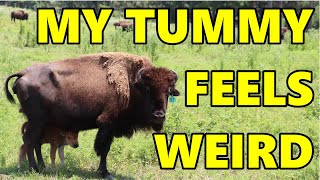 Ep. 101 - Bison need HELP to control Parasite Load | Blackacre Ranch