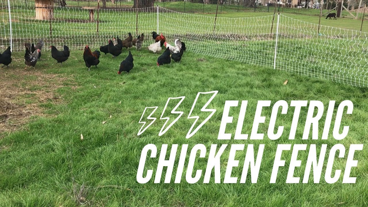 Electric Chicken Fence (premiere 1) And Cover Cropping - YouTube