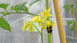 A bumblebee buzz-pollinates a tomato flower