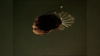 The Female Angler Fish's Strangest Appendage: The Male Angler Fish