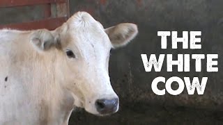 The White Cow