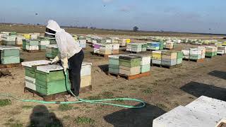 1st Day Almond Pollination Season 2021