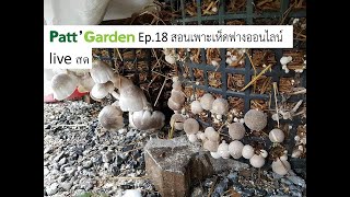 Patt Garden Ep.18 สอนฟรีเพาะเห็ดฟางออนไลน์ ราชาแห่งเห็ดบ้านเรา_live สด