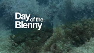 The Day of the Blenny