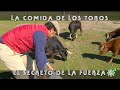 Toros de Domínguez Camacho: la comida, el secreto de la fuerza del toro | Toros desde Andalucía