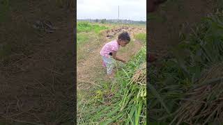 అమ్మమ్మ కి help చేయడానికి వెళ్ళింది అంటా..#villagevibes #viralshort #lohitha #shorts