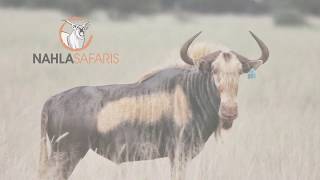 Kingsley - Kings Wildebeest on Auction