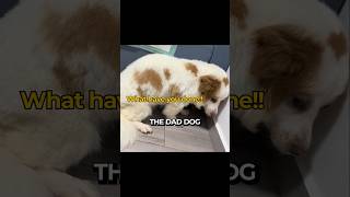 This Dad Dog Learned His Lesson the Hard Way!