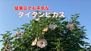 まるおの母　まるこの宿根草と低木の庭　2021 07 19 早朝から日差しがジリジリな庭。オニユリがついに咲きました。タイタンビカスは、アメリカフヨウとモミジアオイの交配選抜種だそうです🌺