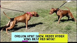 Outstanding Oregon APBT Pit Bull Conformation Competition 2023!