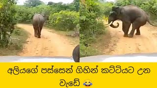 අලියගේ පස්සෙන් ගිහින් කට්ටියට උන වැඩේ | Elephant chase back tourist jeep | Funny and Dangerous scene