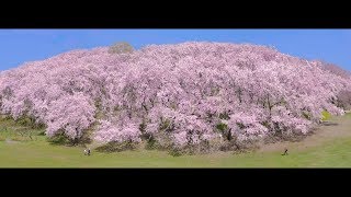 [ 4K UltraHD ] 横浜 根岸森林公園の桜 - Cherry Blossoms at Yokohama Negishi Forest Park - (shot on Samsung NX1)