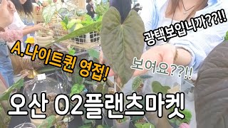 230708 오투플랜츠마켓