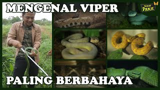 Mengenal Viper Ular Paling Berbahaya - TEMAN PANJI