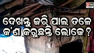 ଜରି ପାଲ ତଳେ କଣ କରୁଛନ୍ତି ଲୋକେ ?  | Odia news live updates #dtvodia