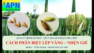 APN - QUẢN LÝ LÉP VÀNG VI KHUẨN - OM 380 VĨNH THẠNH CẦN THƠ - CÁCH PHÂN BIỆT NHỆN GIÉ VÀ LÉP VÀNG