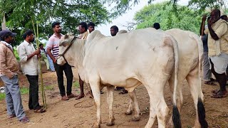 bulls market in telangana india-telkapally bull market-oxen market-telkapally market-oxen prices-ox