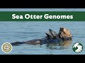 Sea Otter Genomes from Japan to Baja California