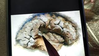 Insula/Island of Reil/Central Lobe of the human brain