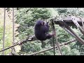 フブキくんが落ちた　chimpanzee チンパンジー 　多摩動物公園