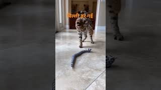 बिल्ली डर गई # funny # viral #shorts