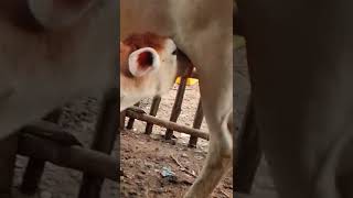 Nandi Cow Video | Nandu Cow Brahmana Bull Male | Rajabazar Narkeldanga Kolkata | Asia Biggest Mandi