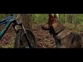 Max 2015: Belgian malinois vs 2 Rottweiler’s!